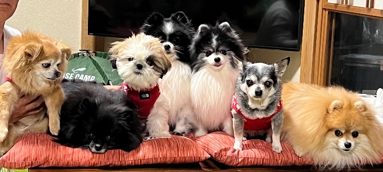 ようこそ♬    わんこ茶屋 わんちかへ