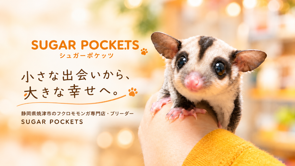 静岡　フクロモモンガ　SUGAR POCKETS