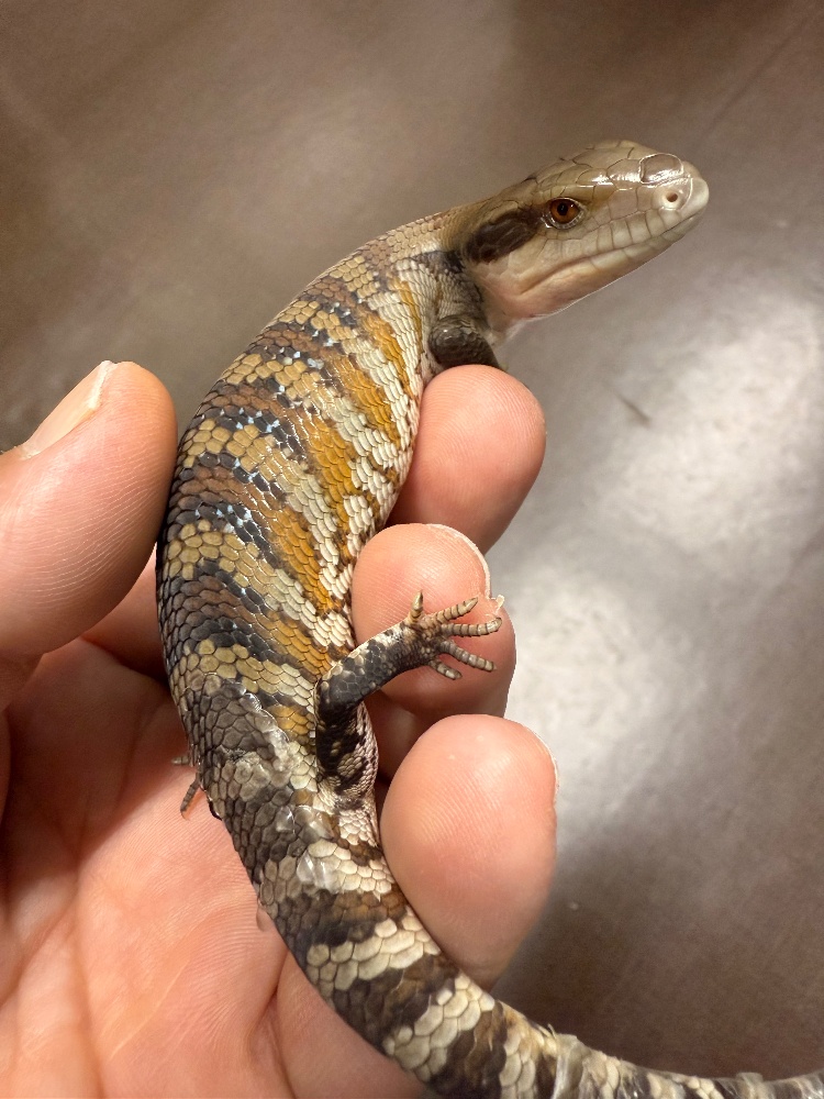 ◇トカゲ各種 | FINEREPTILESファインレプタイルズ