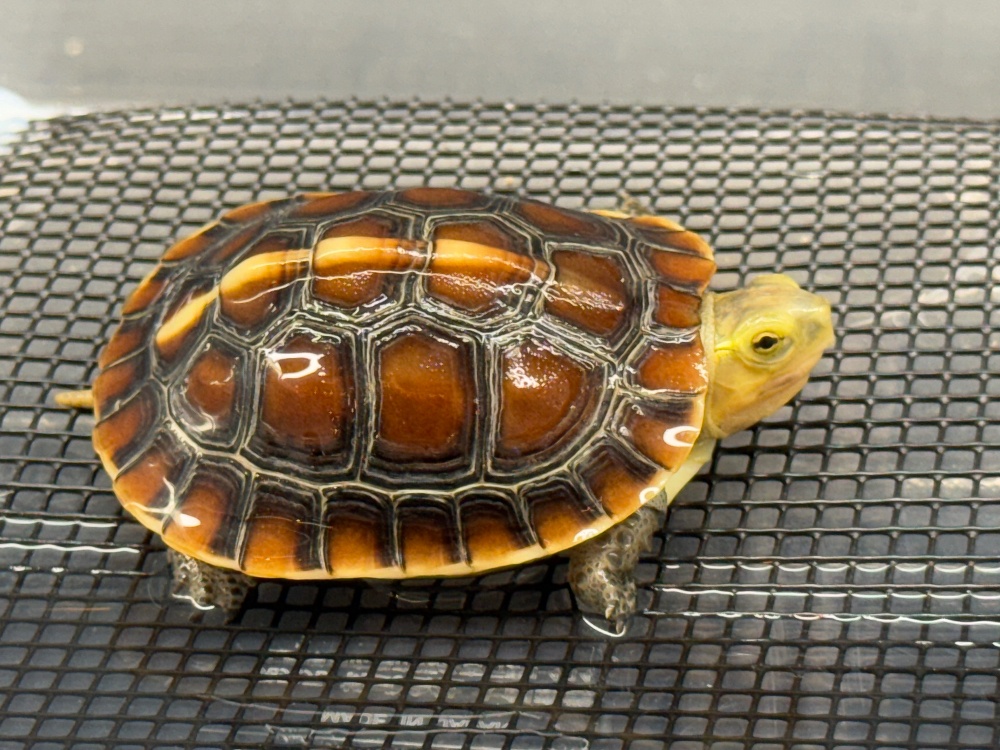 ◇ミズガメ・ハコガメ | FINEREPTILESファインレプタイルズ