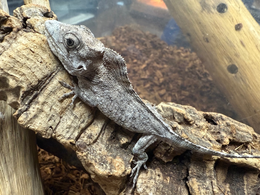 ◇トカゲ各種 | FINEREPTILESファインレプタイルズ