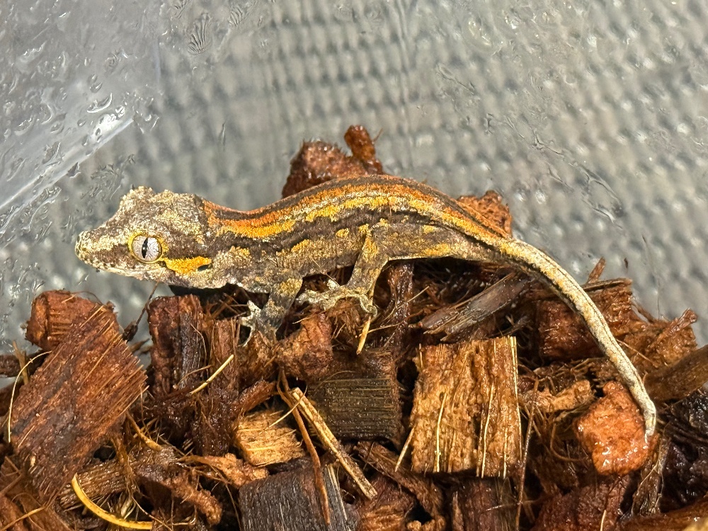 ◇ヤモリ各種 | FINEREPTILESファインレプタイルズ