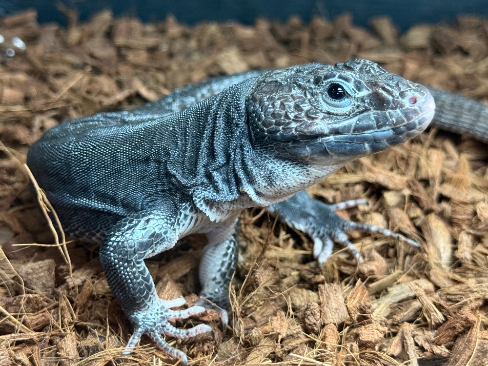 ◇トカゲ各種 | FINEREPTILESファインレプタイルズ