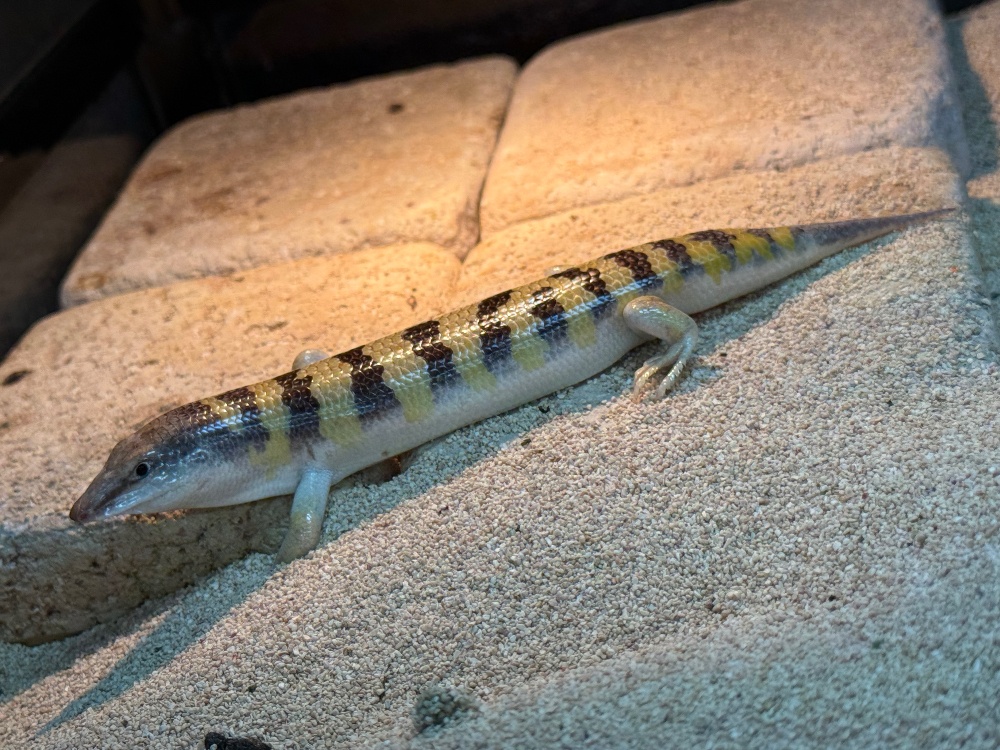 ◇トカゲ各種 | FINEREPTILESファインレプタイルズ