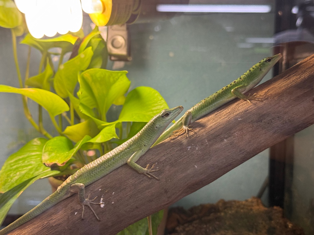 ◇トカゲ各種 | FINEREPTILESファインレプタイルズ