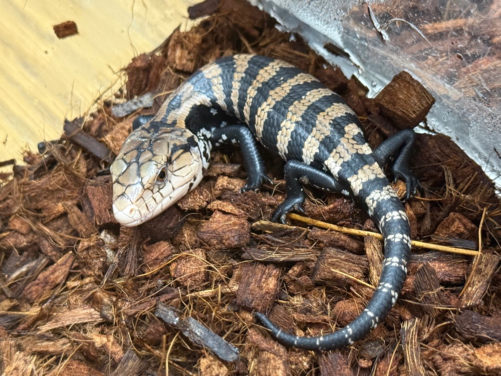 ◇トカゲ各種 | FINEREPTILESファインレプタイルズ