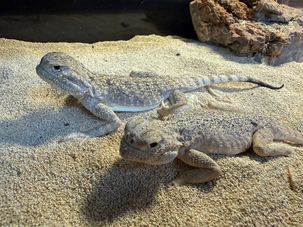 ◇トカゲ各種 | FINEREPTILESファインレプタイルズ