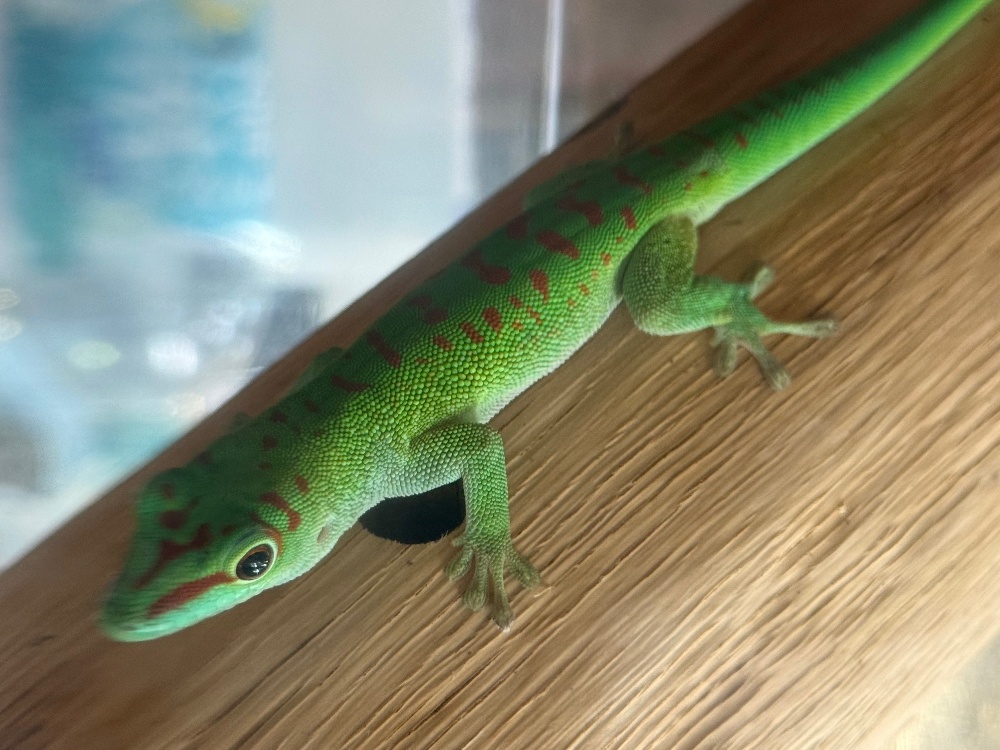 ◇ヤモリ各種 | FINEREPTILESファインレプタイルズ
