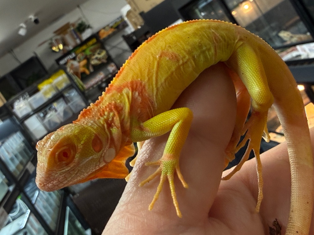 ◇トカゲ各種 | FINEREPTILESファインレプタイルズ
