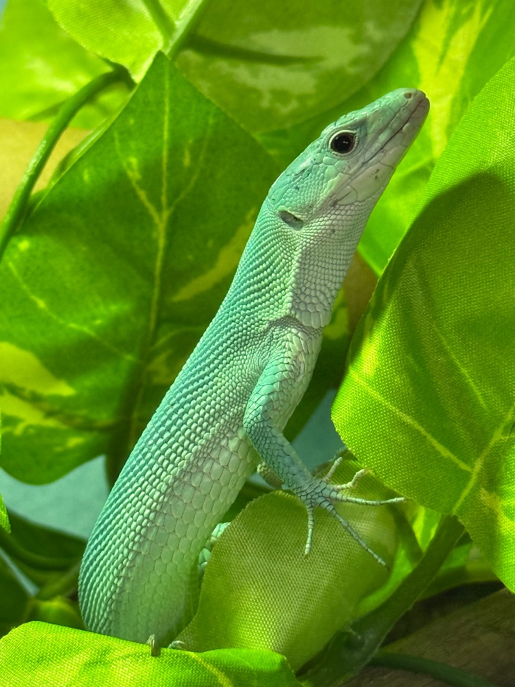 ◇トカゲ各種 | FINEREPTILESファインレプタイルズ