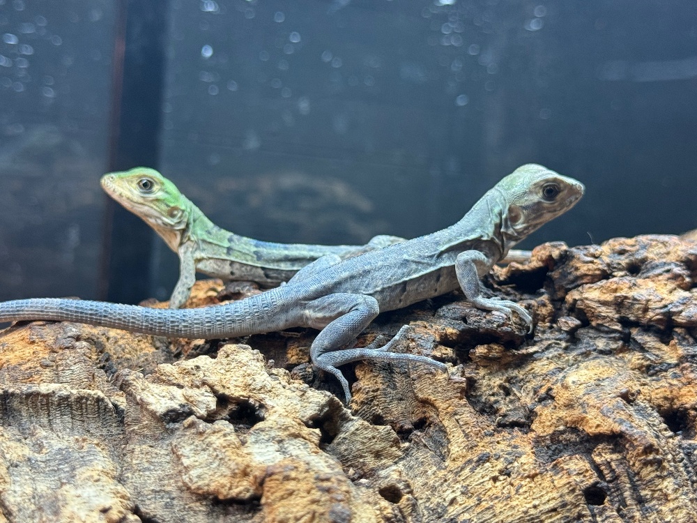 ◇トカゲ各種 | FINEREPTILESファインレプタイルズ