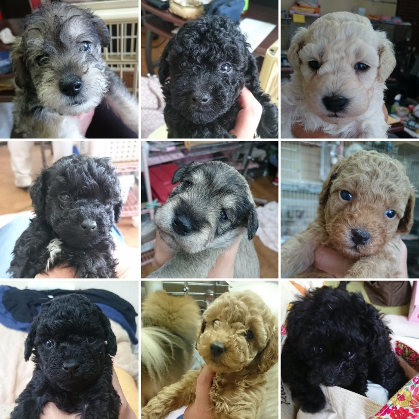 子犬販売・子犬情報 株式会社AKIFUJI