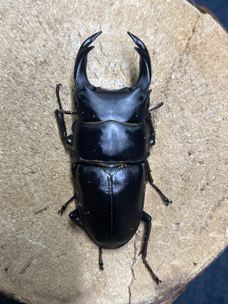 オオクワガタ 山梨県樹液採集個体♂15頭♀2頭 ドイツ箱入り f*t様