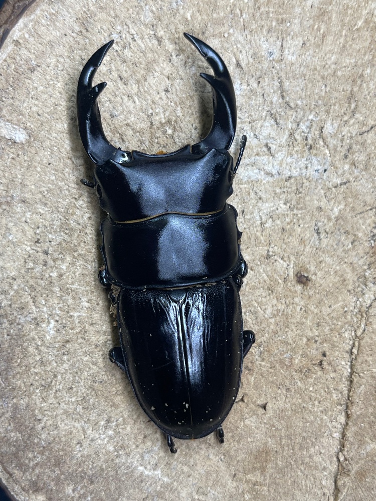 国産オオクワガタ | 昆虫Shop 樹液酒場