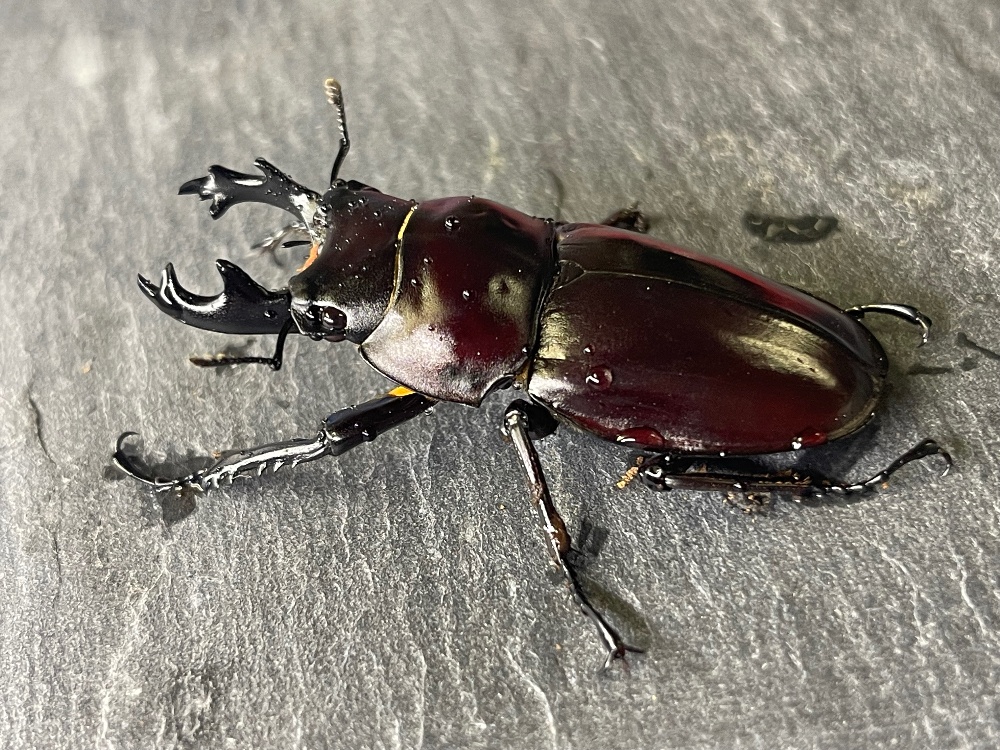マルバネクワガタ | 昆虫Shop 樹液酒場