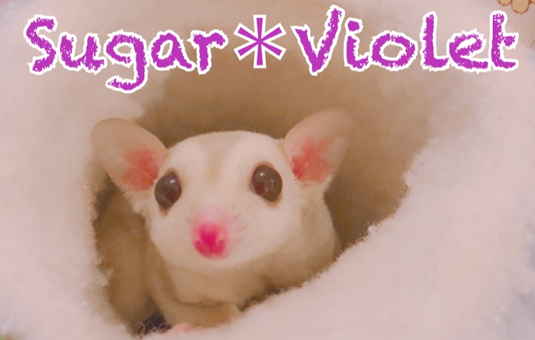Sugar＊Violet