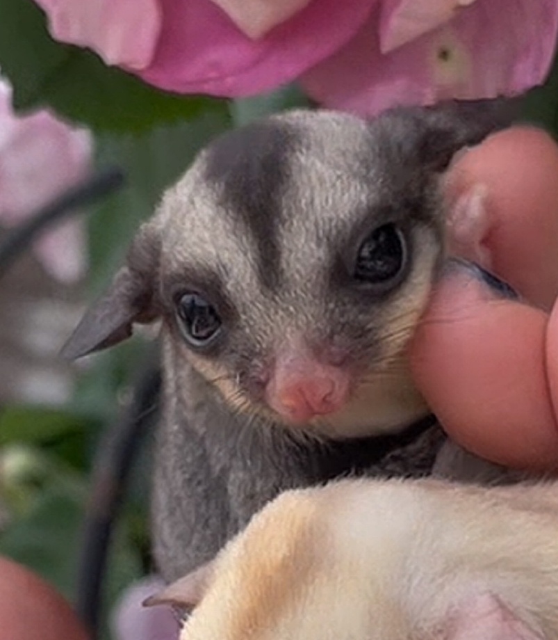 ふくもも 福桃んがランド