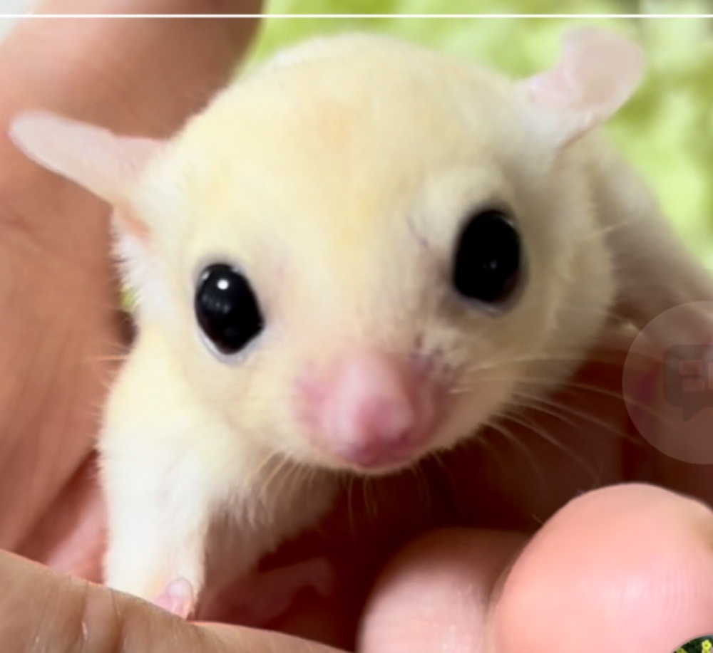 福桃んがランド
