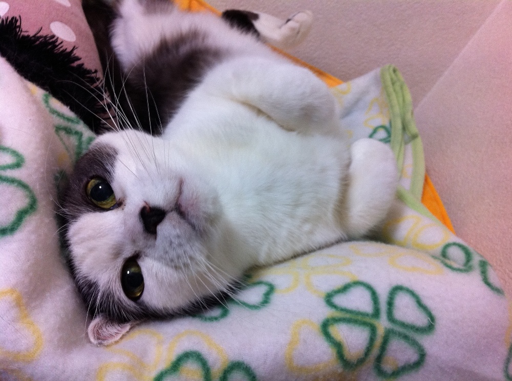 ねこちゃんとゆっくり60分コース