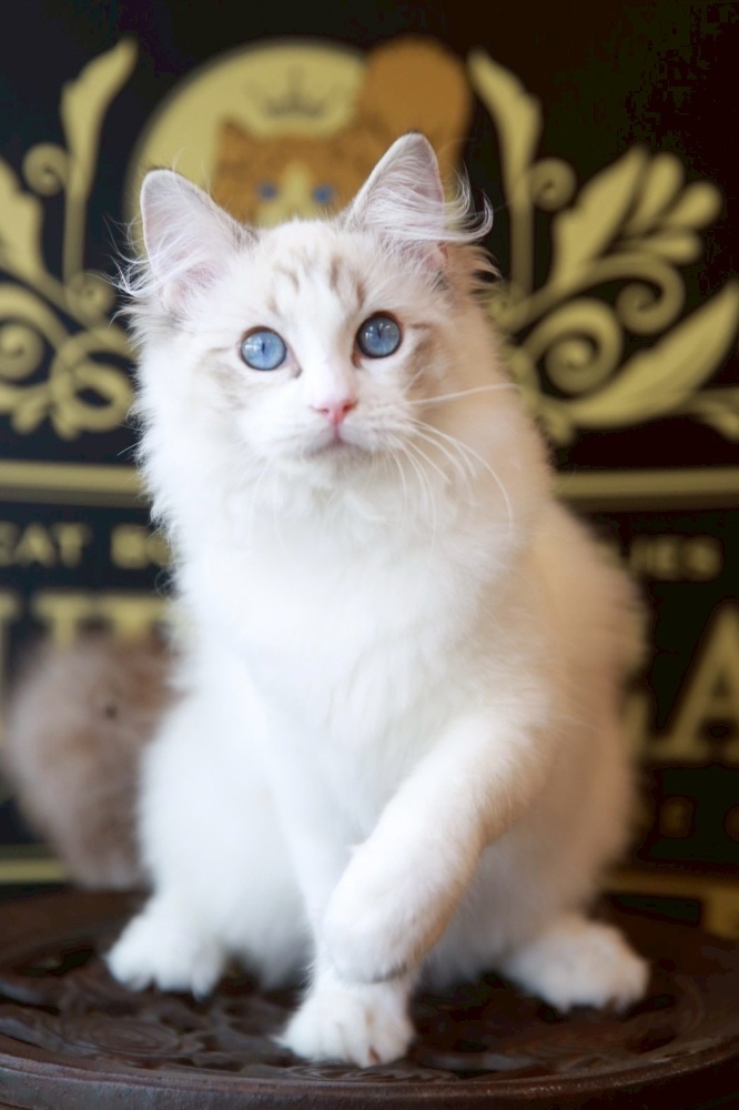 【5〜17号】猫ちゃんリング　パープルガーネット 銀の猫の顔の指輪 キャットフェイスリング シルバー925 銀