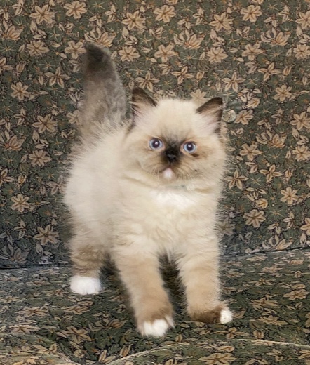 子猫ちゃん | CHUBBY CAT