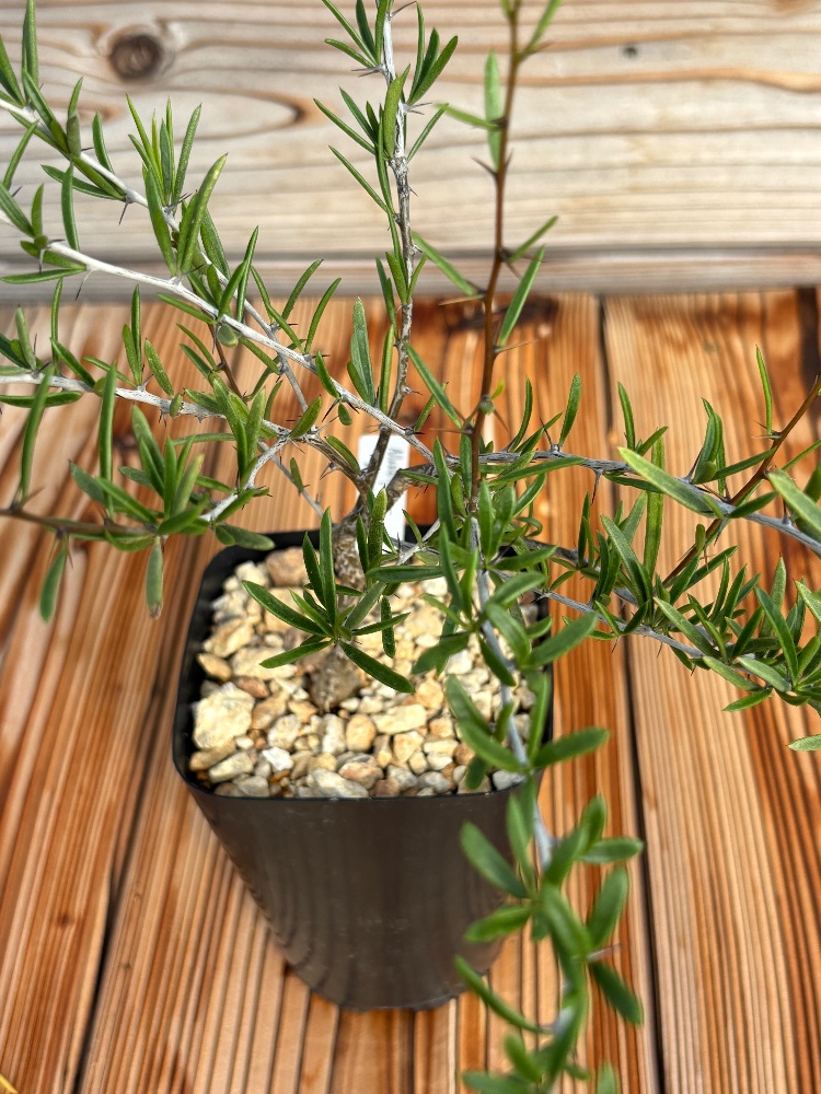 online shop/オンラインショップ | 植物屋HATONE