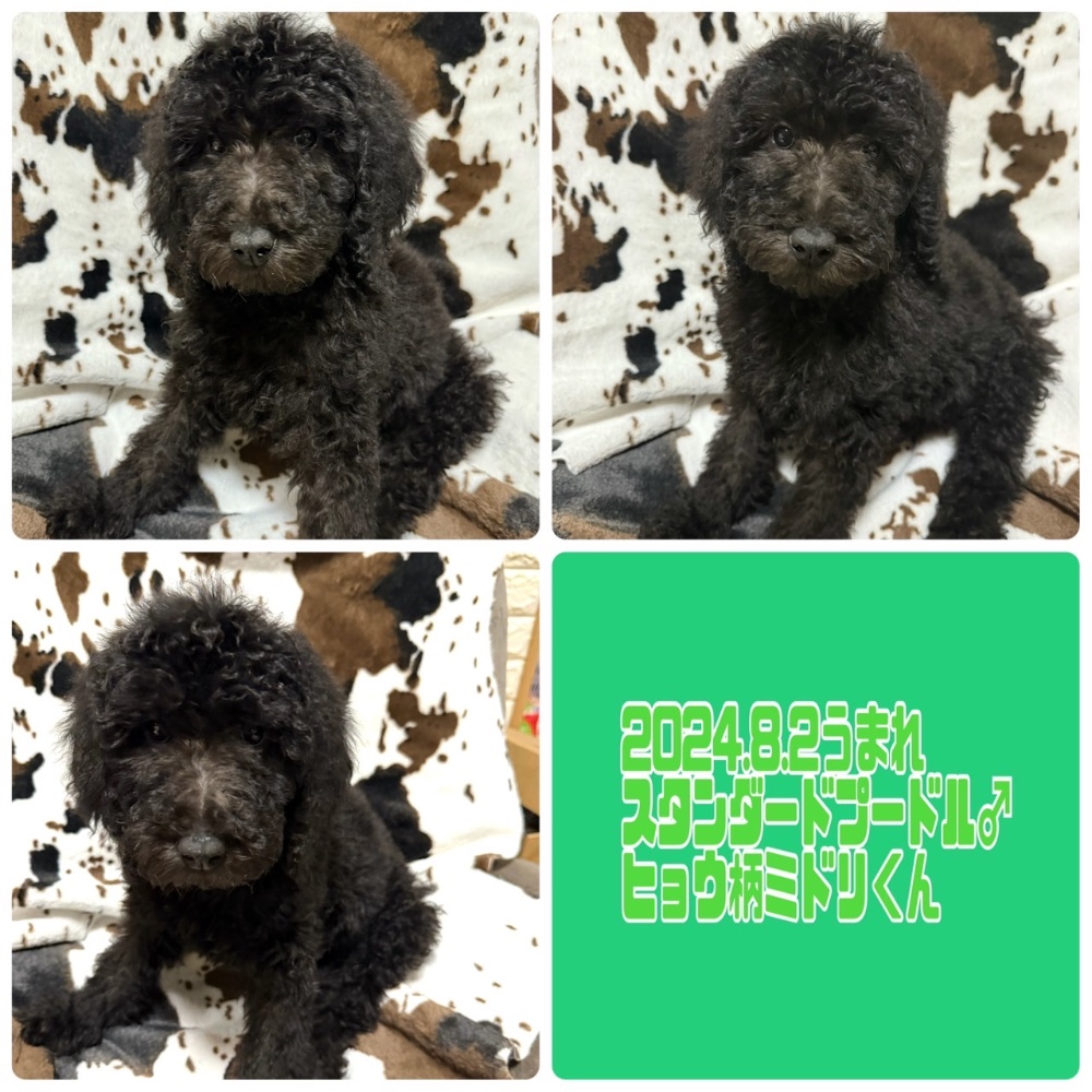 ayhyimam　プードル トイプードルのししまる🐶 (@yama__39) • Instagram photos and