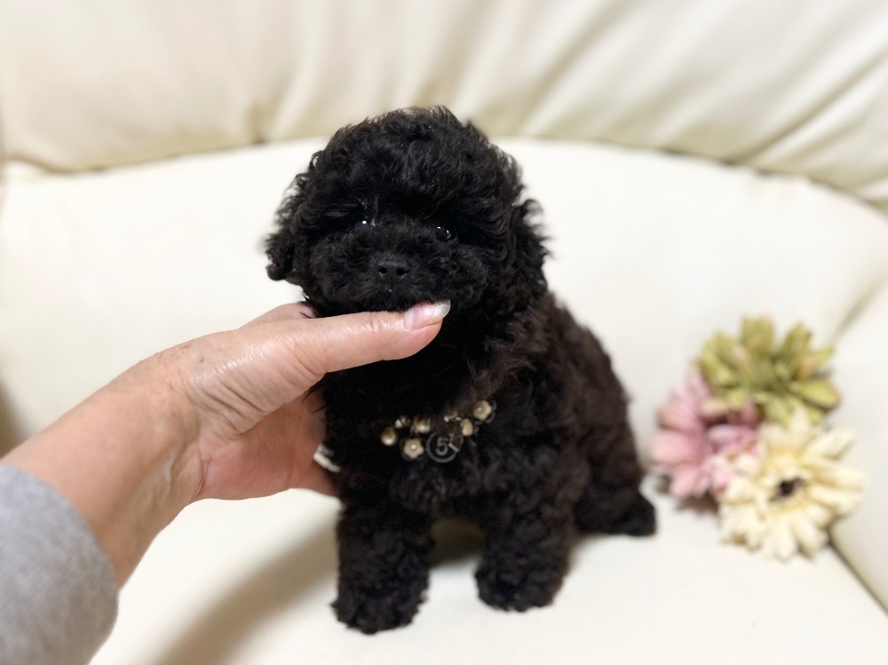 プードルpuppy | ティーカッププードル・ヨークシャーテリア専門犬舎