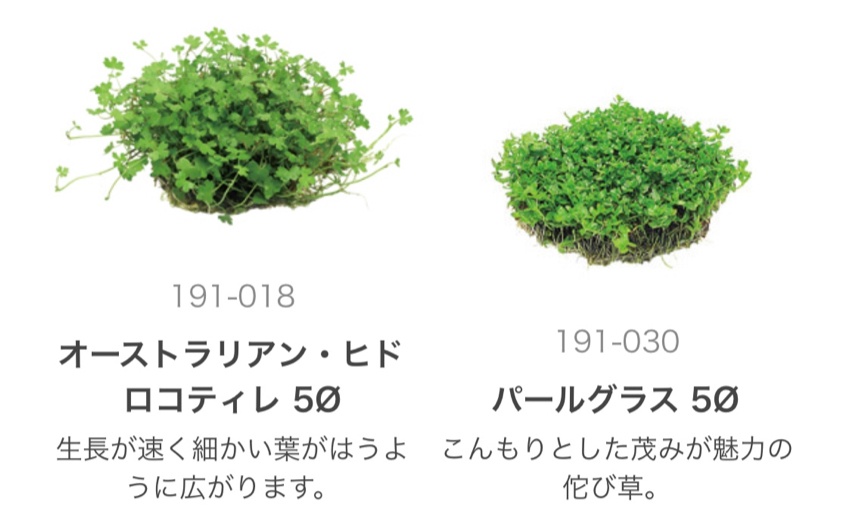 最も せん 水草8種侘び草風 4点（32.33.34.35.36.37） 魚用品/水草 