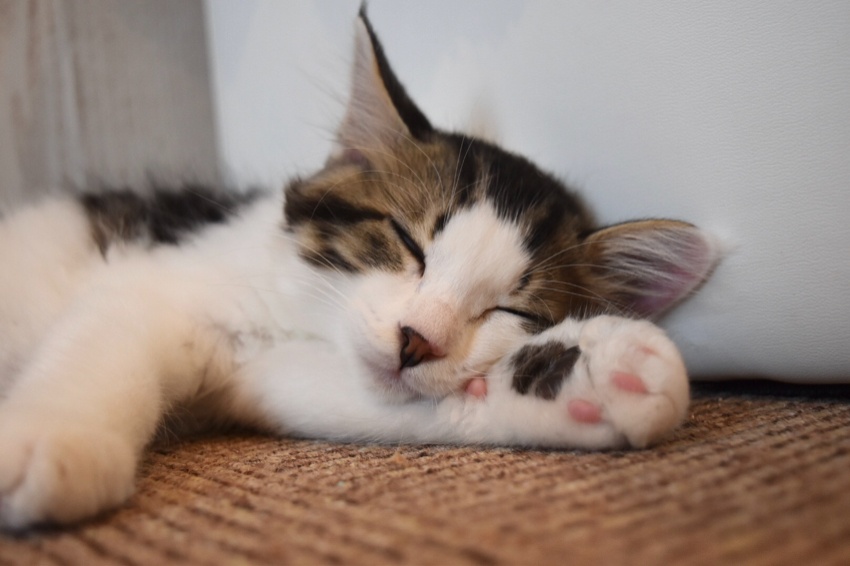 幸運を呼ぶ三毛猫のオス『ジン君』！ | キャットランド 猫カフェルアナ
