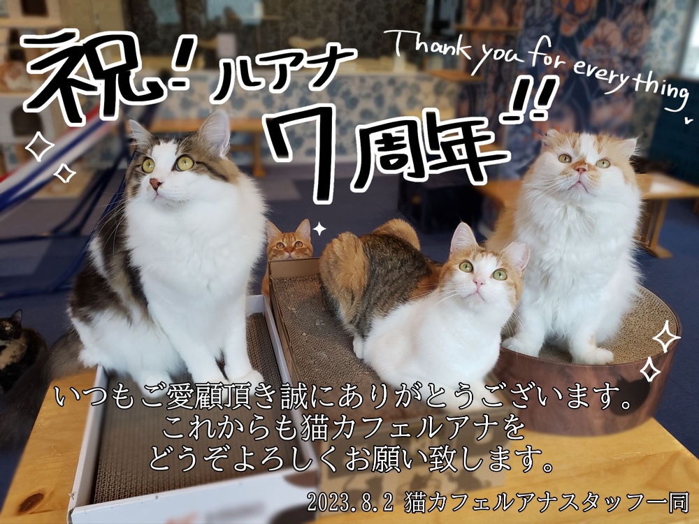 キャットランド 猫カフェルアナ