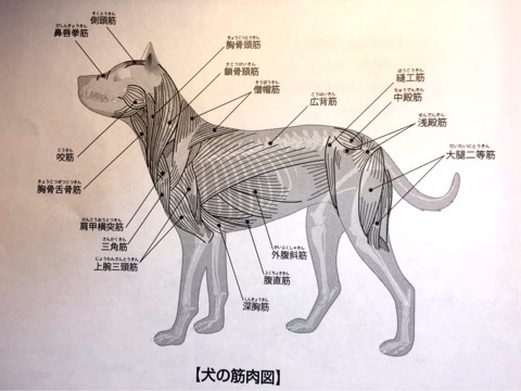 ペットマッサージ くっぴぃ