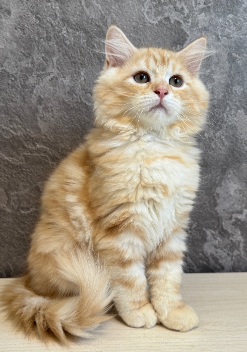 販売中の仔猫達 5/24産まれ | CatHouse Olive ﾌﾞﾘ-ﾀﾞ-直販 千葉
