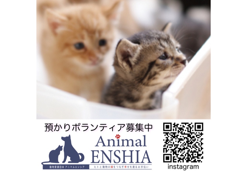 動物愛護団体 Animal Enshia