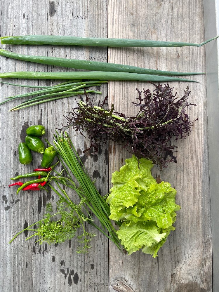 愛弁⚡︎コバ屋