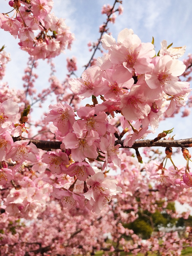 春の桜風景
