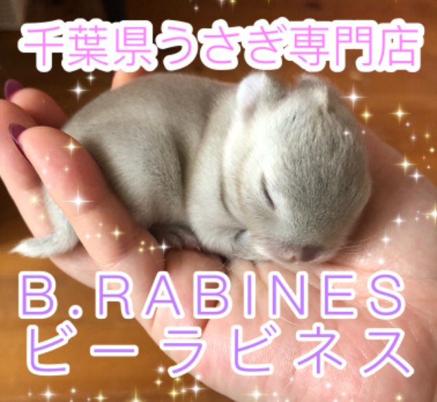 千葉県ネザーランドドワーフうさぎ B.RABINESビーラビネス