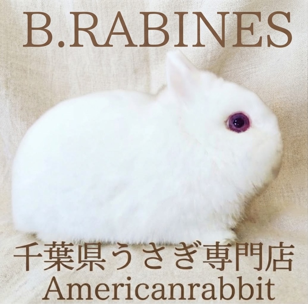 千葉県佐倉市ネザーランドドワーフ専門店B.RABINES【ビーラビネス】