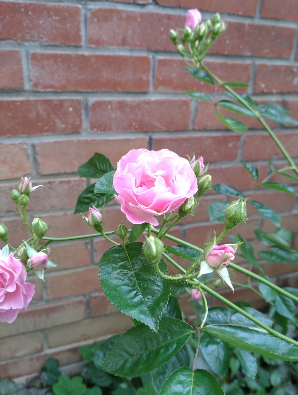 ピンク色の薔薇🌹いい季節だなあ😃