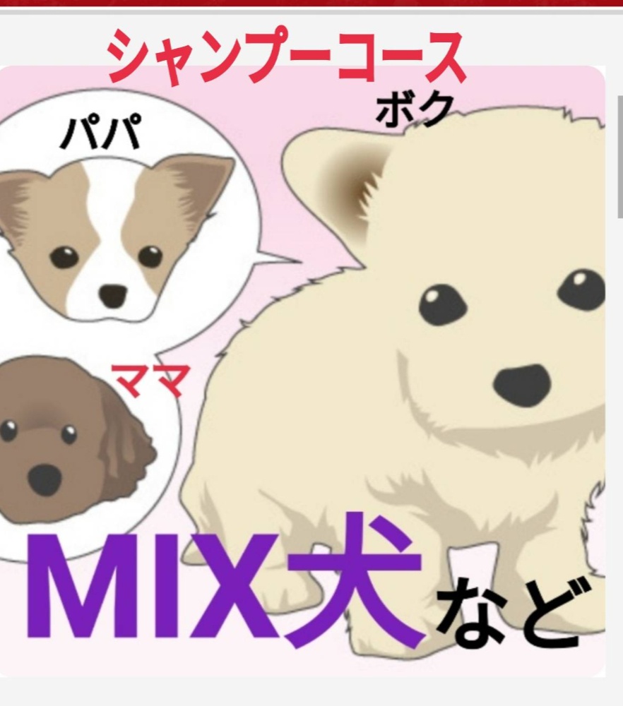 シャンプーコース（MIX犬・表にない犬種など） (1匹)