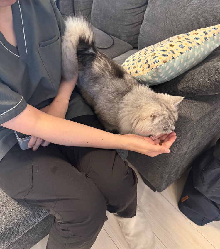 ドーソンペットシッターさんにお世話していただいた我が家の猫