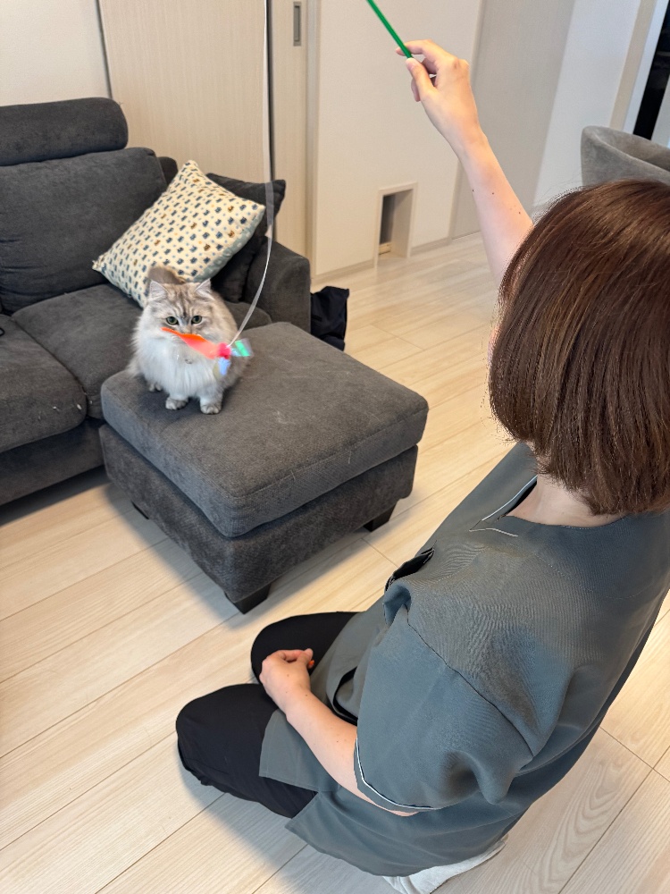 ドーソンペットシッターさんによる我が家の猫のお世話の様子