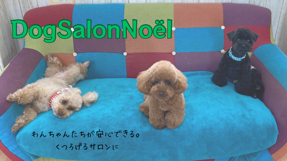 DogSalon Noel