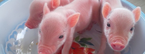 ゴマ入り【Piglets SHOP】マイクロブタ用品・フード販売の外観