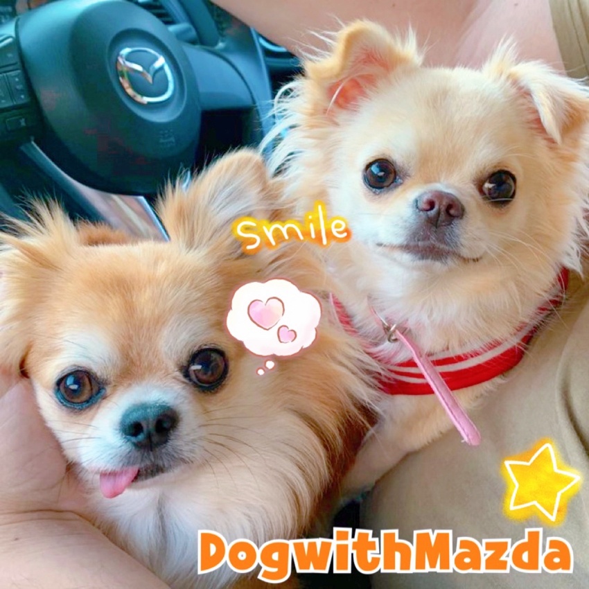 DogwithMazda