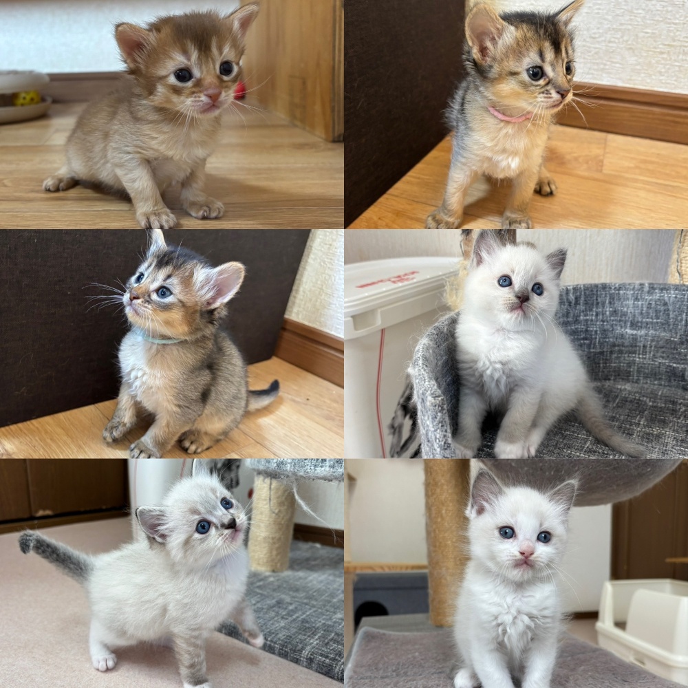 ご見学予約