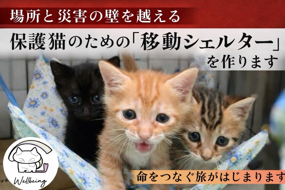 10月8日北塚会館にて保護猫譲渡会