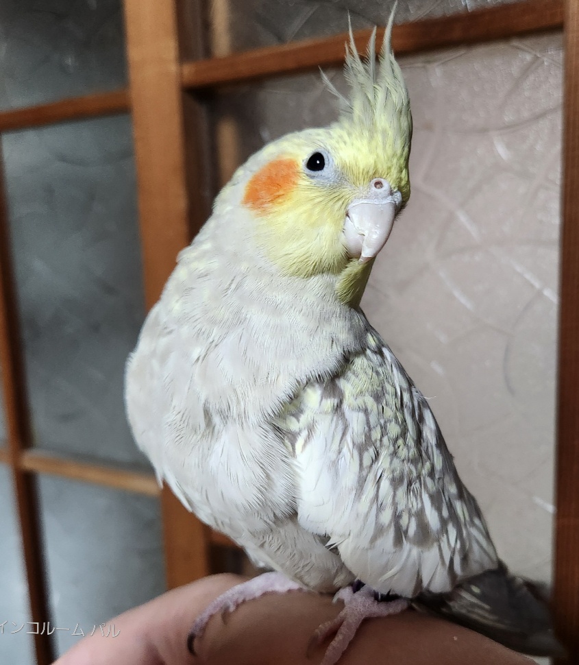 オカメインコ販売情報 | インコルーム パル