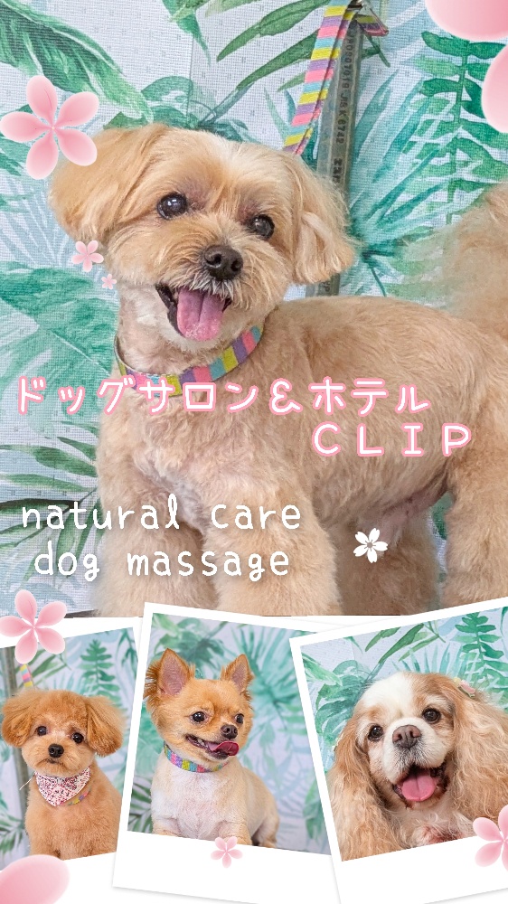 ドッグサロン&ホテル  CLIP