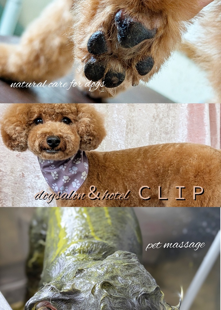 ドッグサロン&ホテル  CLIP